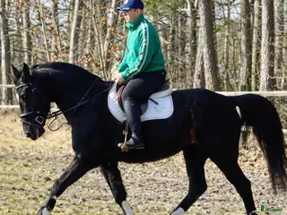 hästar Charming sweet Silesian-partner for everybody - Annons 1