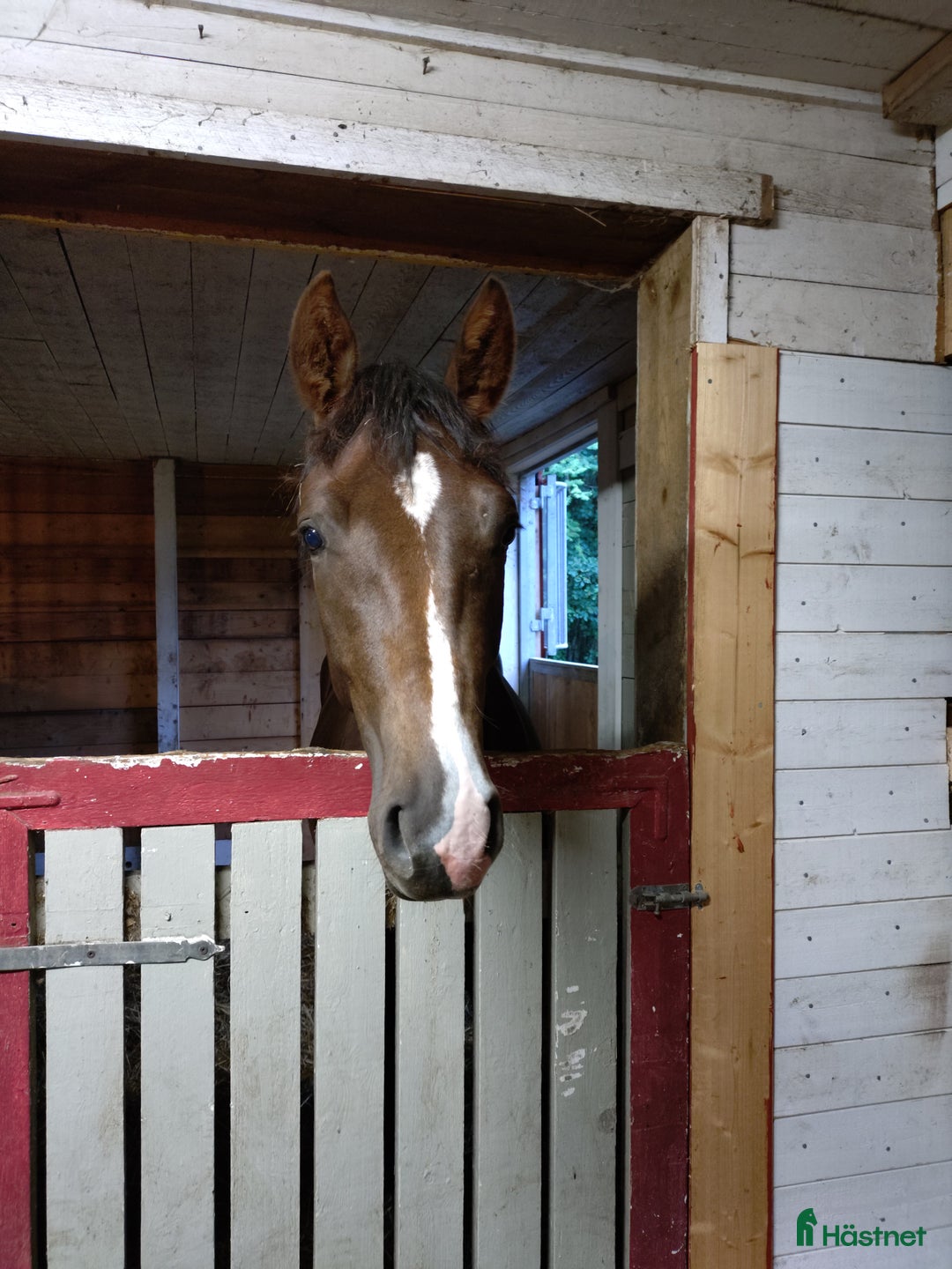Allround hästar till salu: Flott Hingst för framtiden  i Årsunda - Annons 8