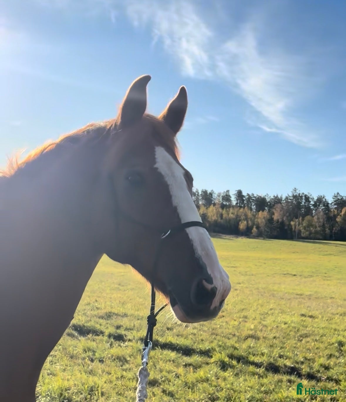  hästar Hoppkompis och bästa vän sökes! - Annons 18