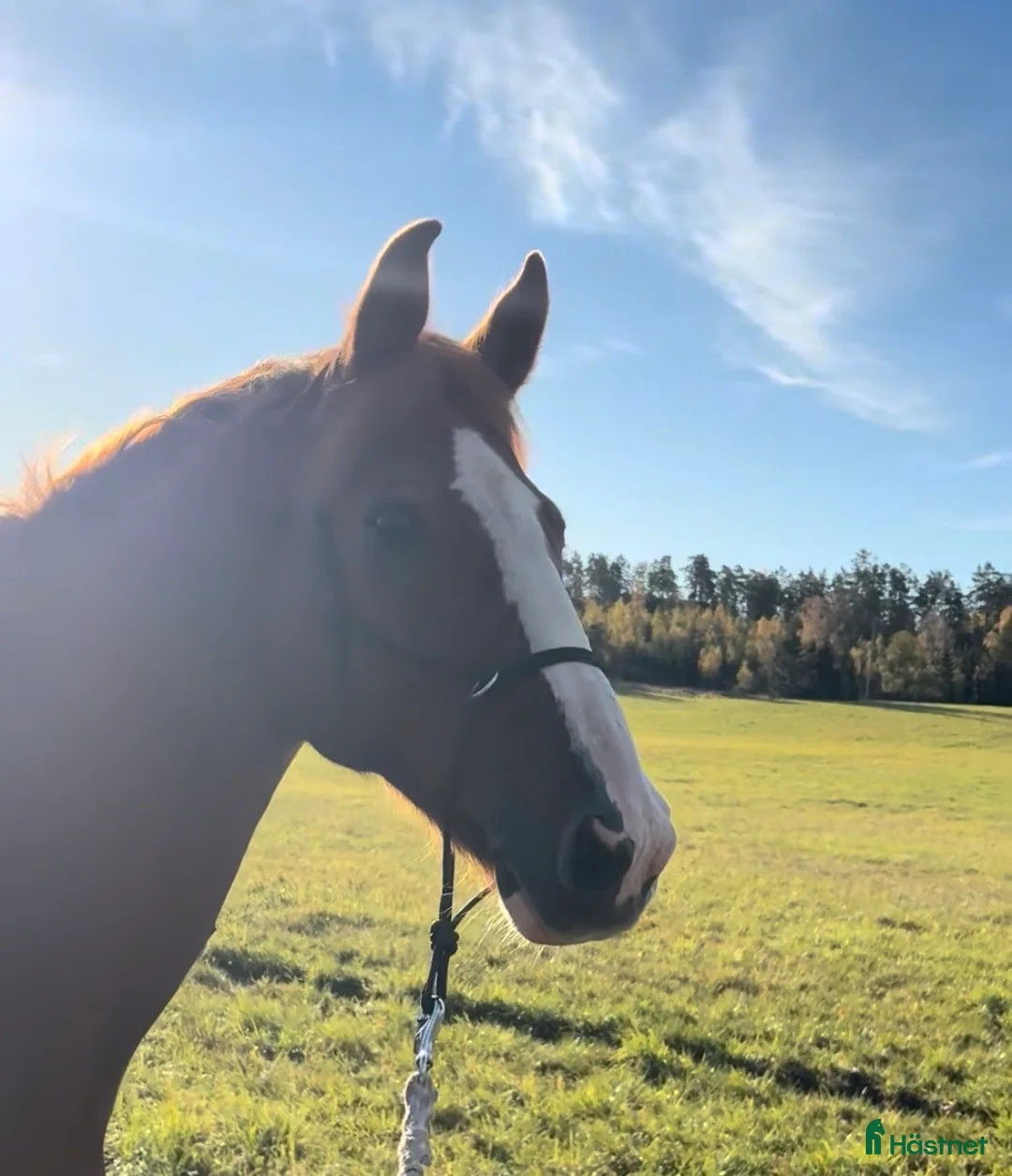 Allround hästar sökes: Hoppkompis och bästa vän sökes! - Annons 1