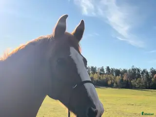 hästar Hoppkompis och bästa vän sökes! - Annons 18