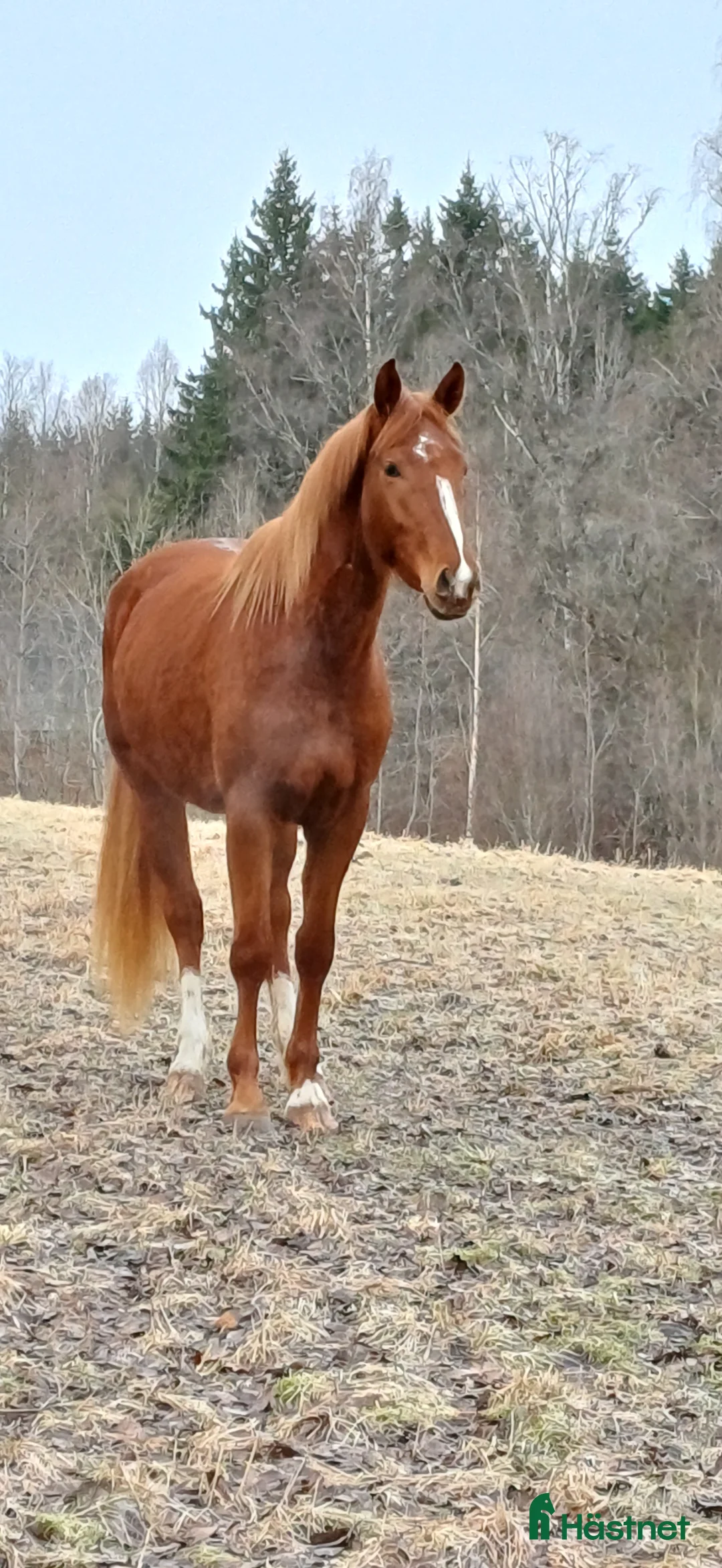 Allround hästar till salu: Unghäst - Annons 3