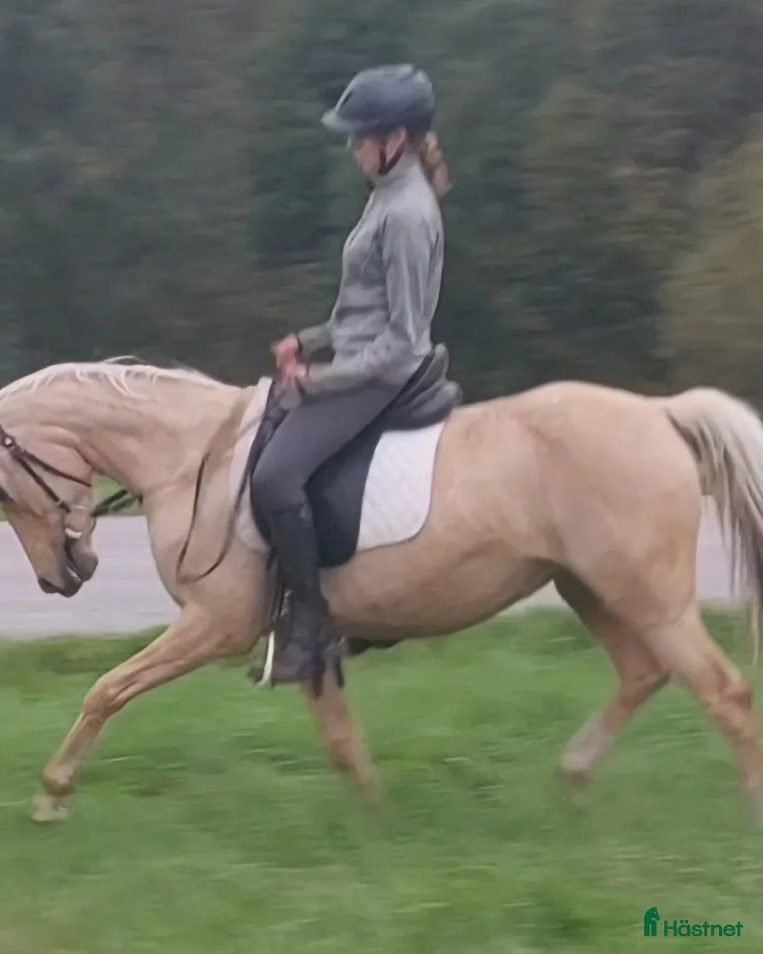 Allround hästar till salu: Elegant och feminin multitalang i Piteå - Annons 1