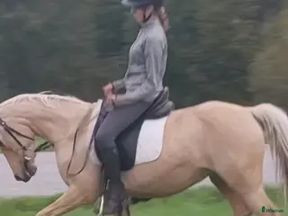 hästar Elegant och feminin multitalang i Piteå - Annons 20