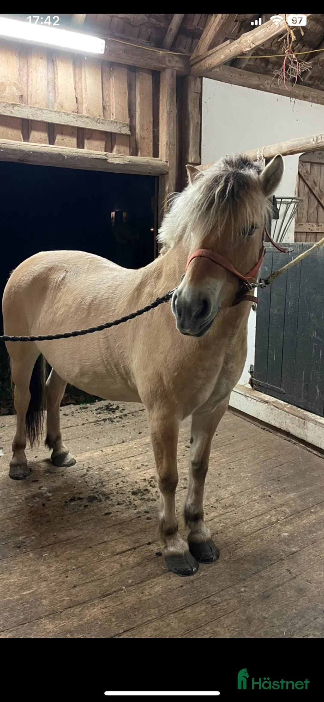 Allround hästar till salu: Häst med ett hjärta av guld - Annons 5