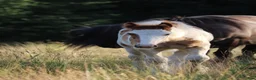 Allround hästar till salu: Trevligt Irish Cob hingstföl - Annons 3