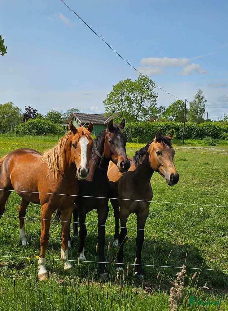  stallplats Bete unghist eller valack - Annons 7