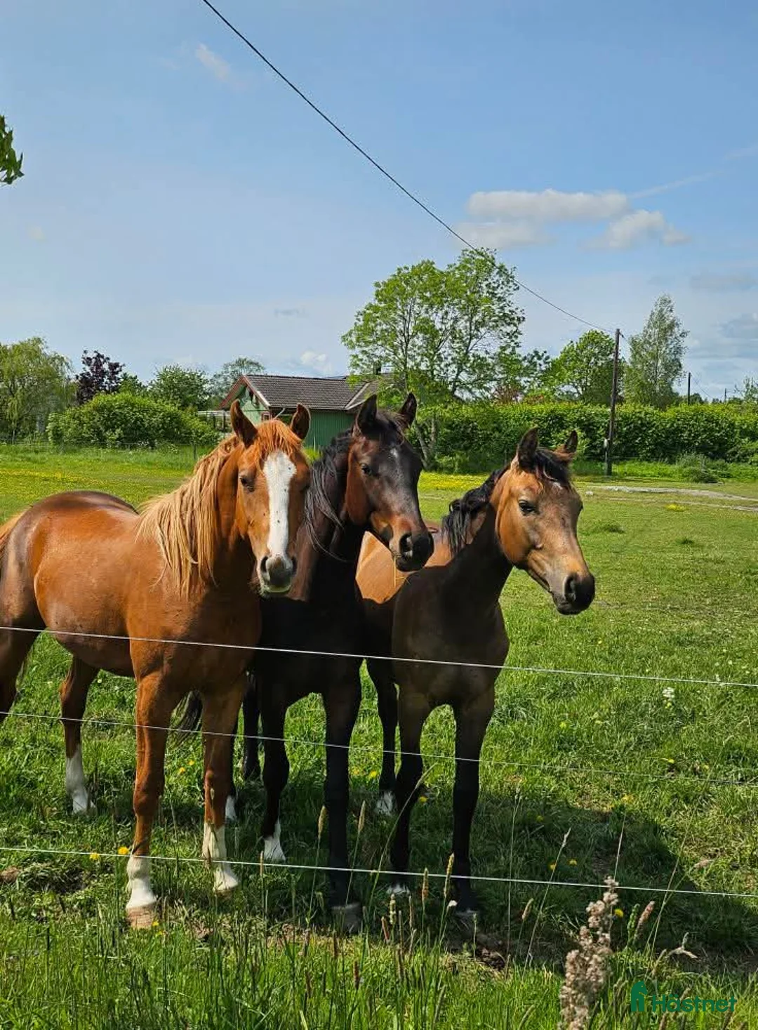  stallplats finnes: Bete unghist eller valack - Annons 1