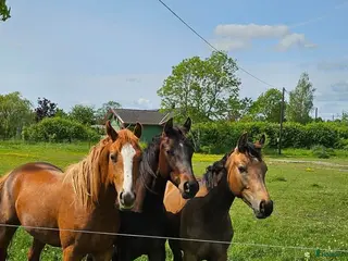 stallplats Bete unghist eller valack - Annons 7