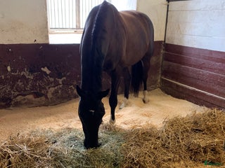 stallplats Stallplats finns i Rasbo i Uppsala - Annons 3