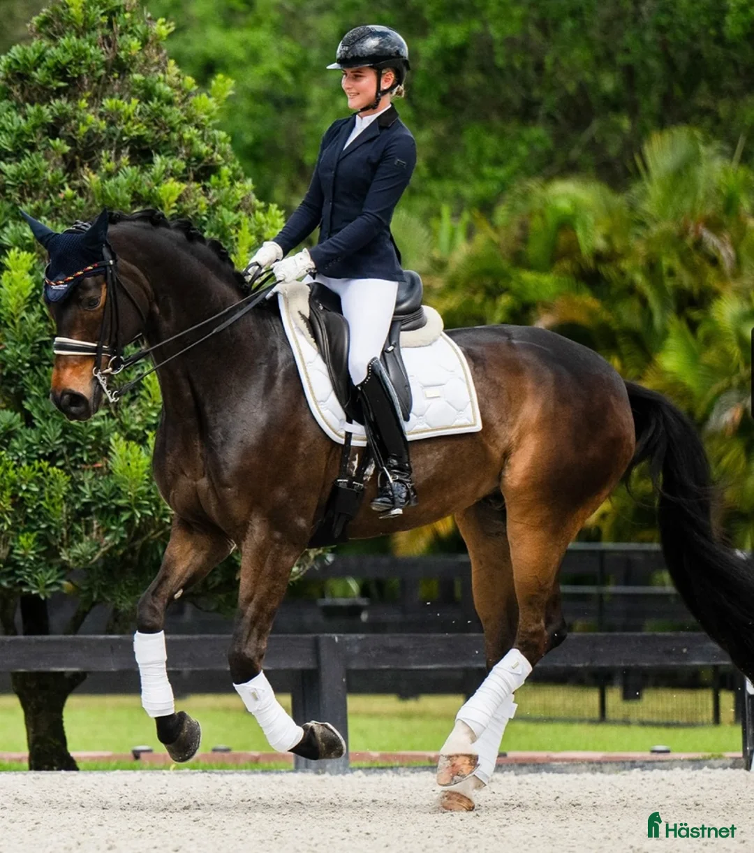 Benskydd hästutrustning till salu: Benlindor - Annons 3