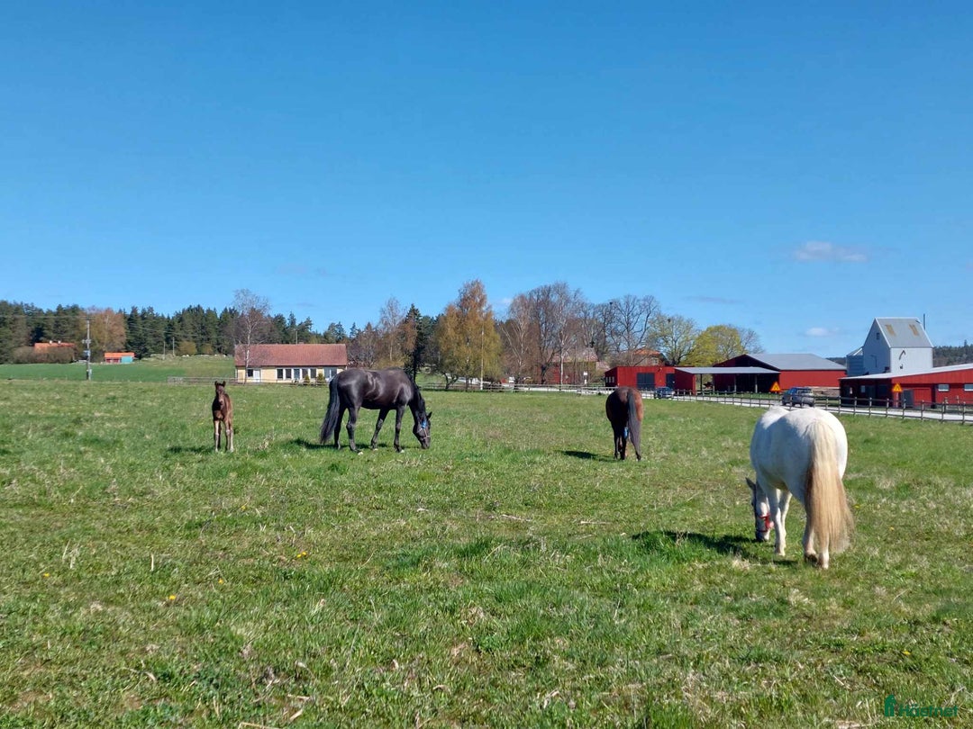  stallplats finnes: Lösdrift Vallentuna i Brottby - Annons 3