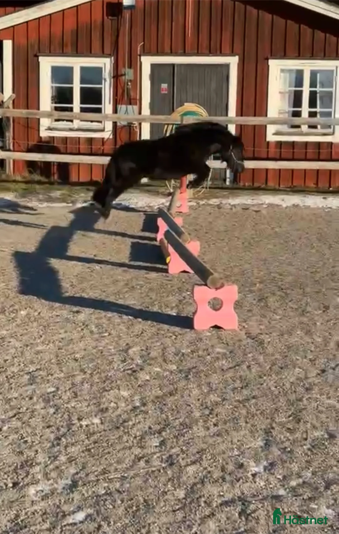 Allround hästar till salu: Fin shetlandsvalack - Annons 3