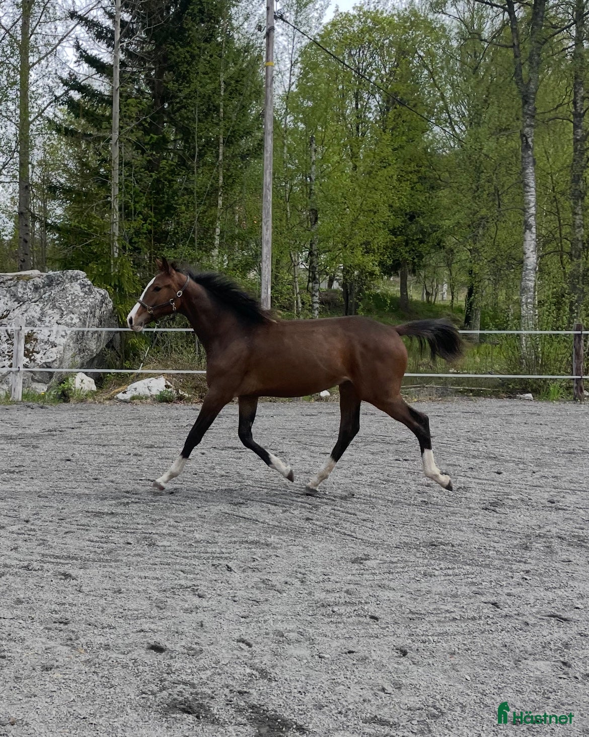  hästar Charmig &amp; snygg hingst -24 e. Racoon - Topaasch 🌟 i Saxdalen - Annons 6