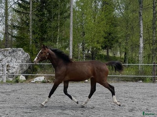 hästar Charmig & snygg hingst -24 e. Racoon - Topaasch 🌟 i Saxdalen - Annons 5