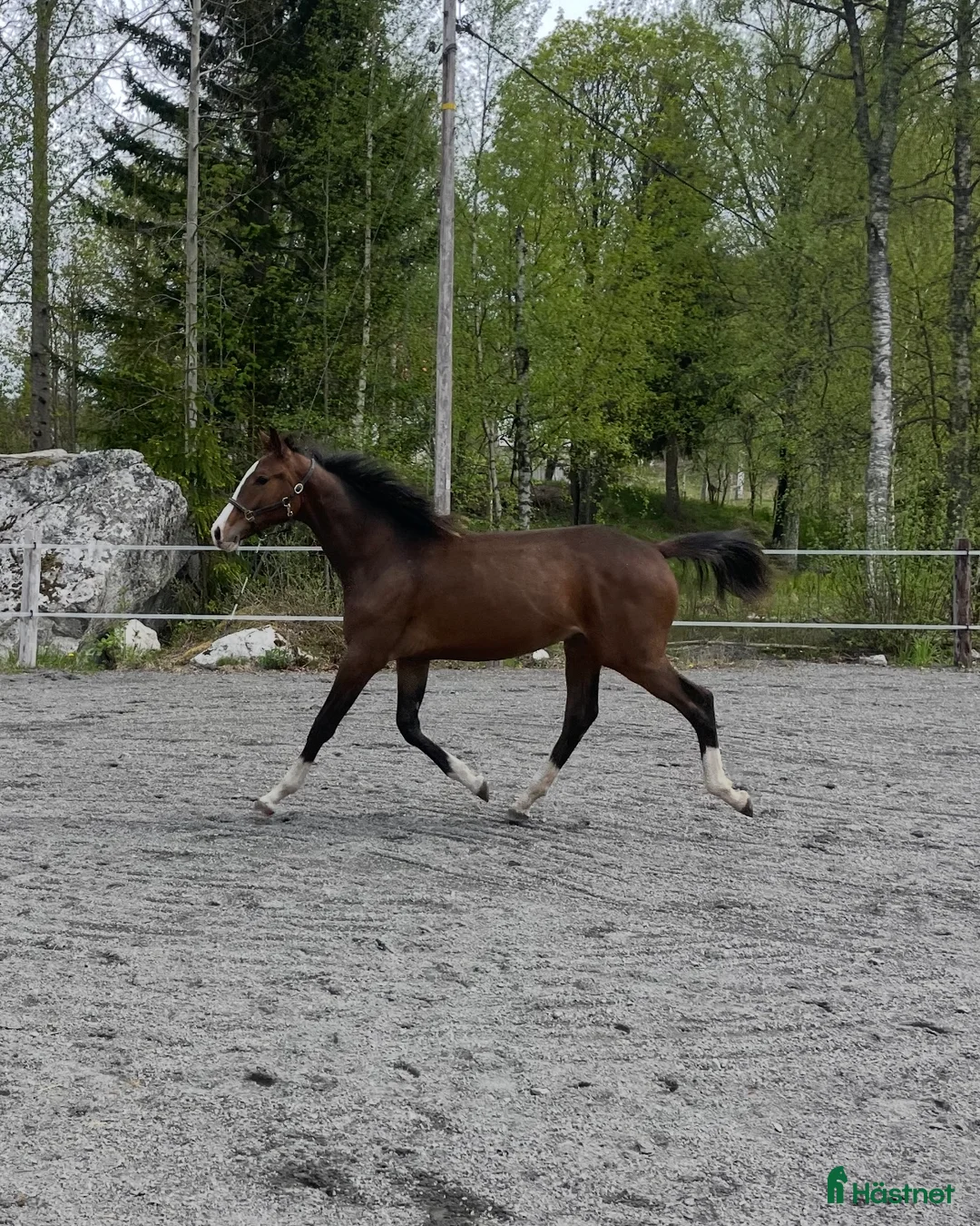 Dressyr hästar till salu: Charmig & snygg valack -24 e. Racoon - Topaasch 🌟 - Annons 1