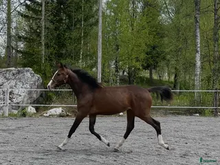 hästar Charmig & snygg valack -24 e. Racoon - Topaasch 🌟 - Annons 18