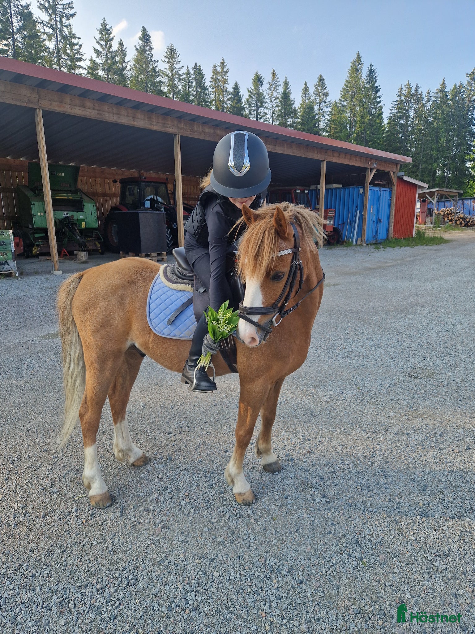  hästar B-ponny letar nytt kärlekfullt hem - Annons 17
