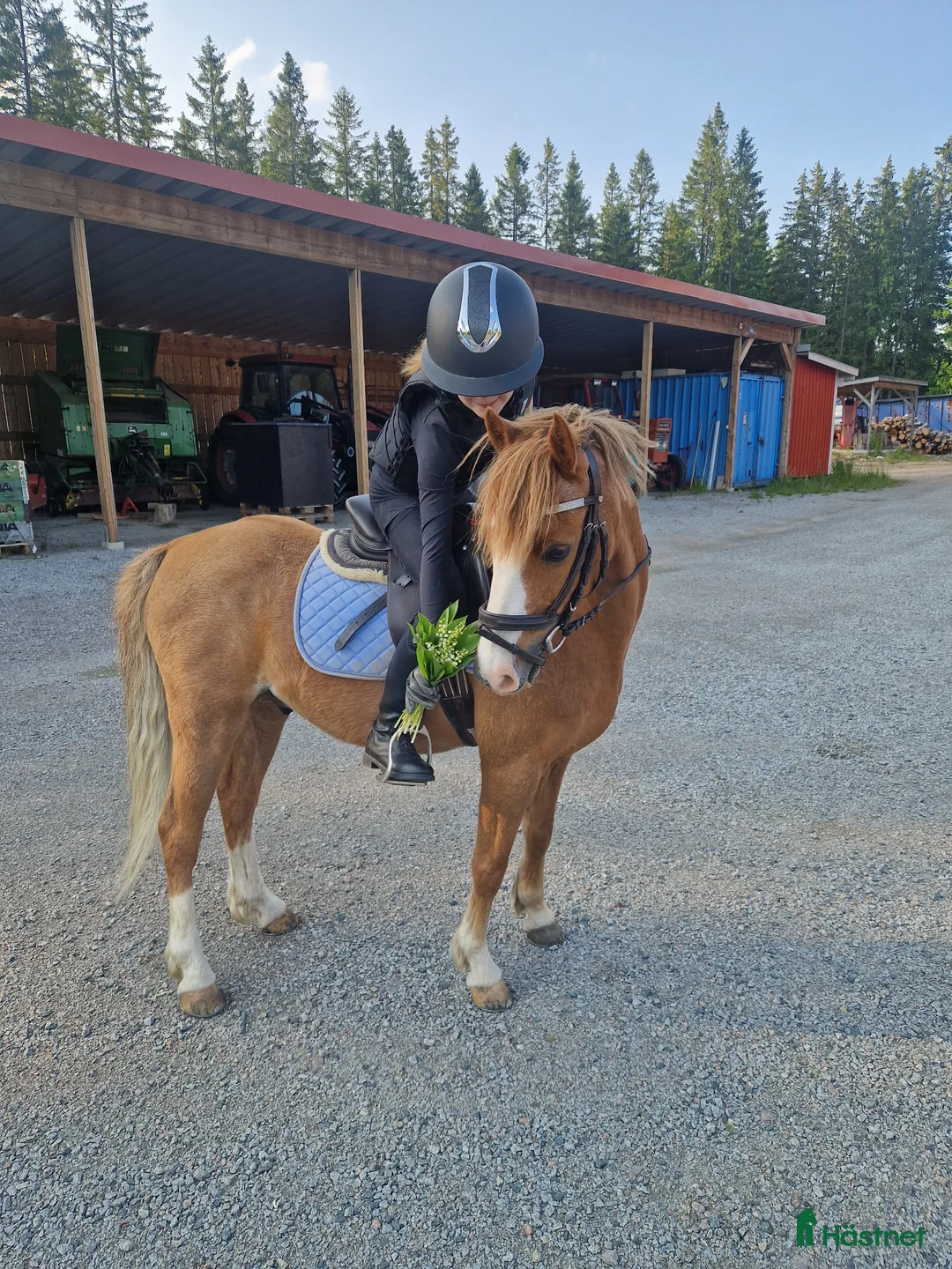 Allround hästar till salu: B-ponny letar nytt kärlekfullt hem i Tolg - Annons 1