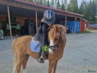 hästar B-ponny letar nytt kärlekfullt hem - Annons 17