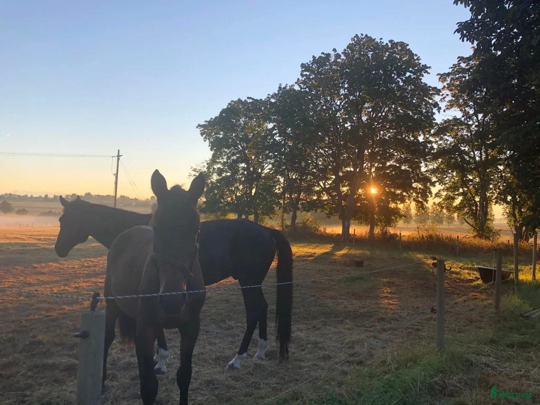  stallplats finnes: Stallplats - Annons 2