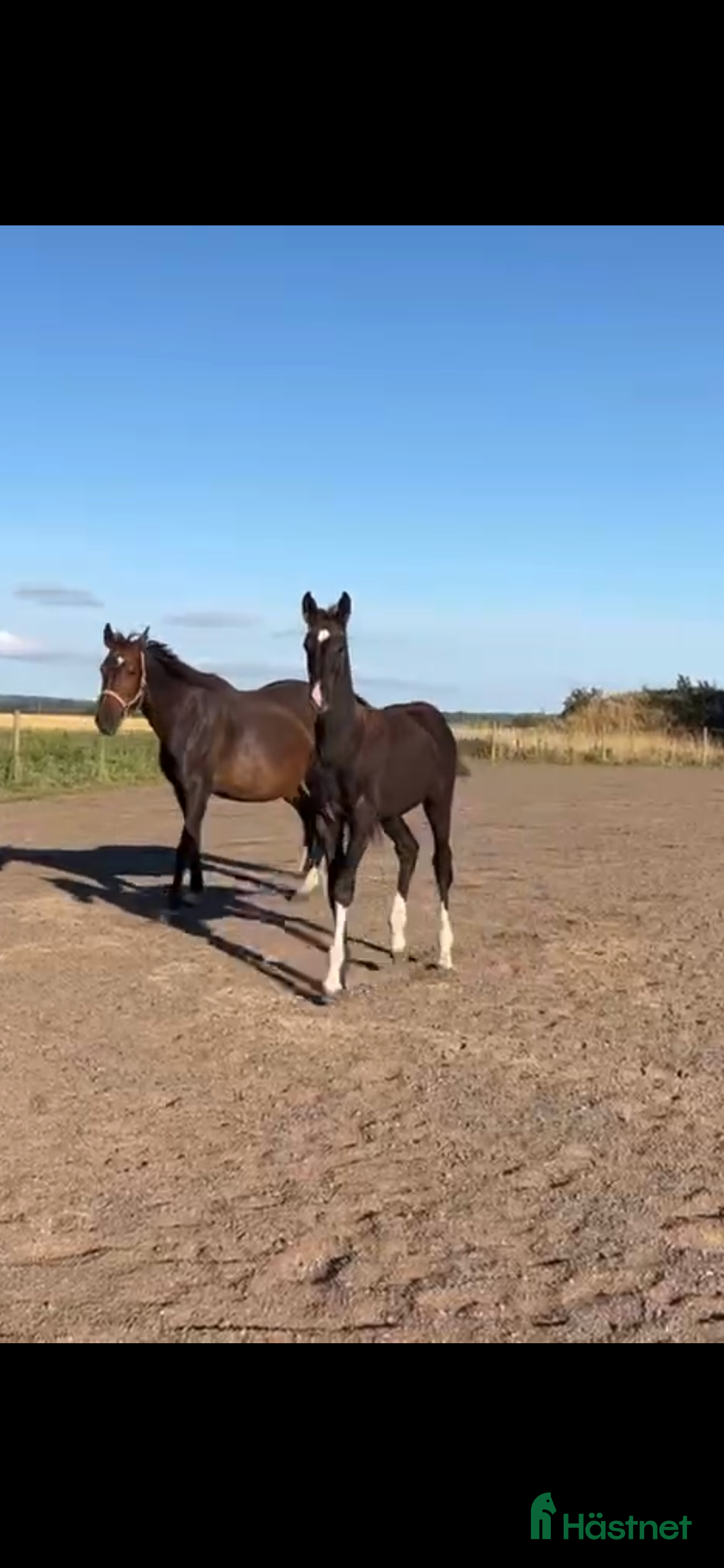 hästar Lovande hingstföl efter Skyline to B- Uphill i Ängelholm - Annons 8