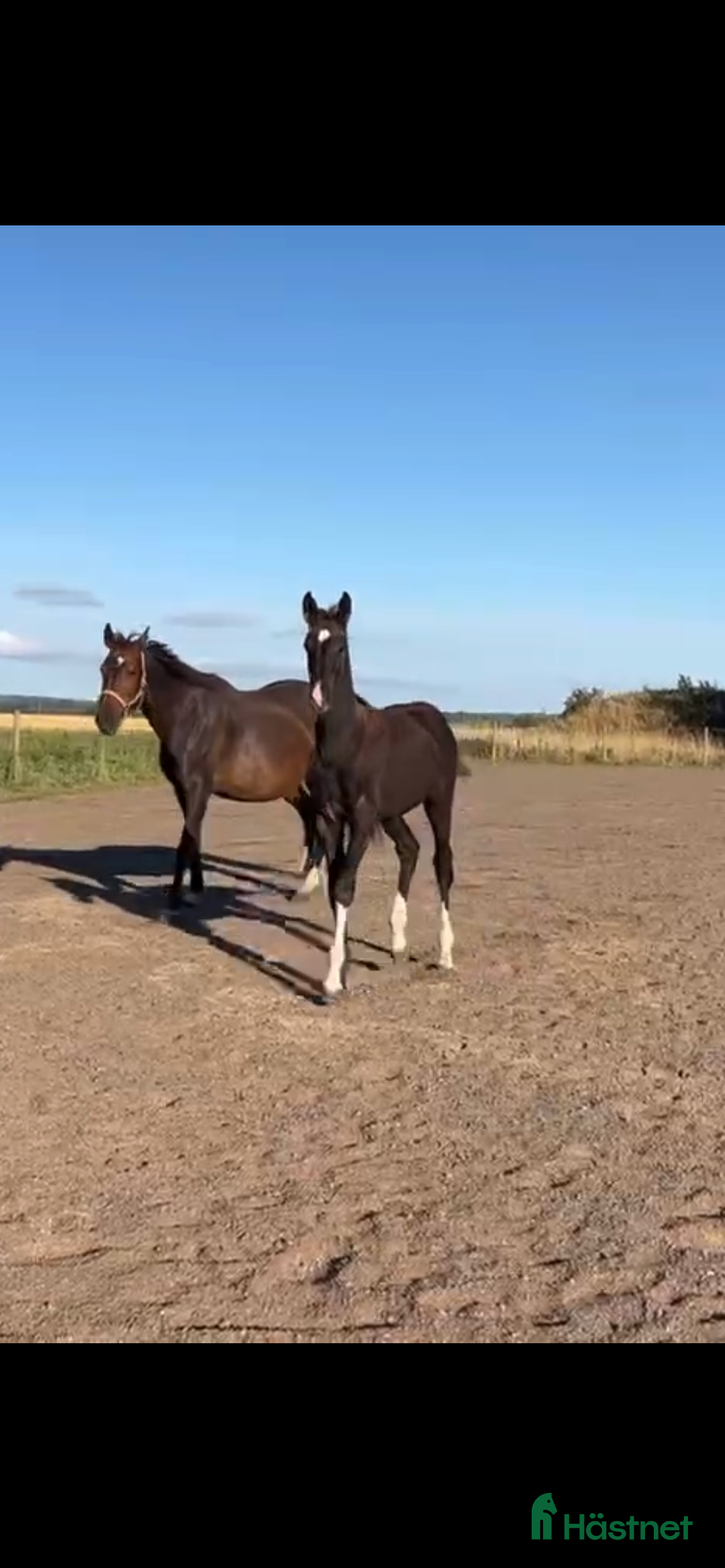 Dressyr hästar till salu: Lovande hingstföl efter Skyline to B- Uphill i Ängelholm - Annons 1