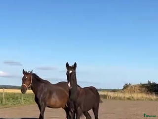 hästar Lovande hingstföl efter Skyline to B- Uphill i Ängelholm - Annons 23