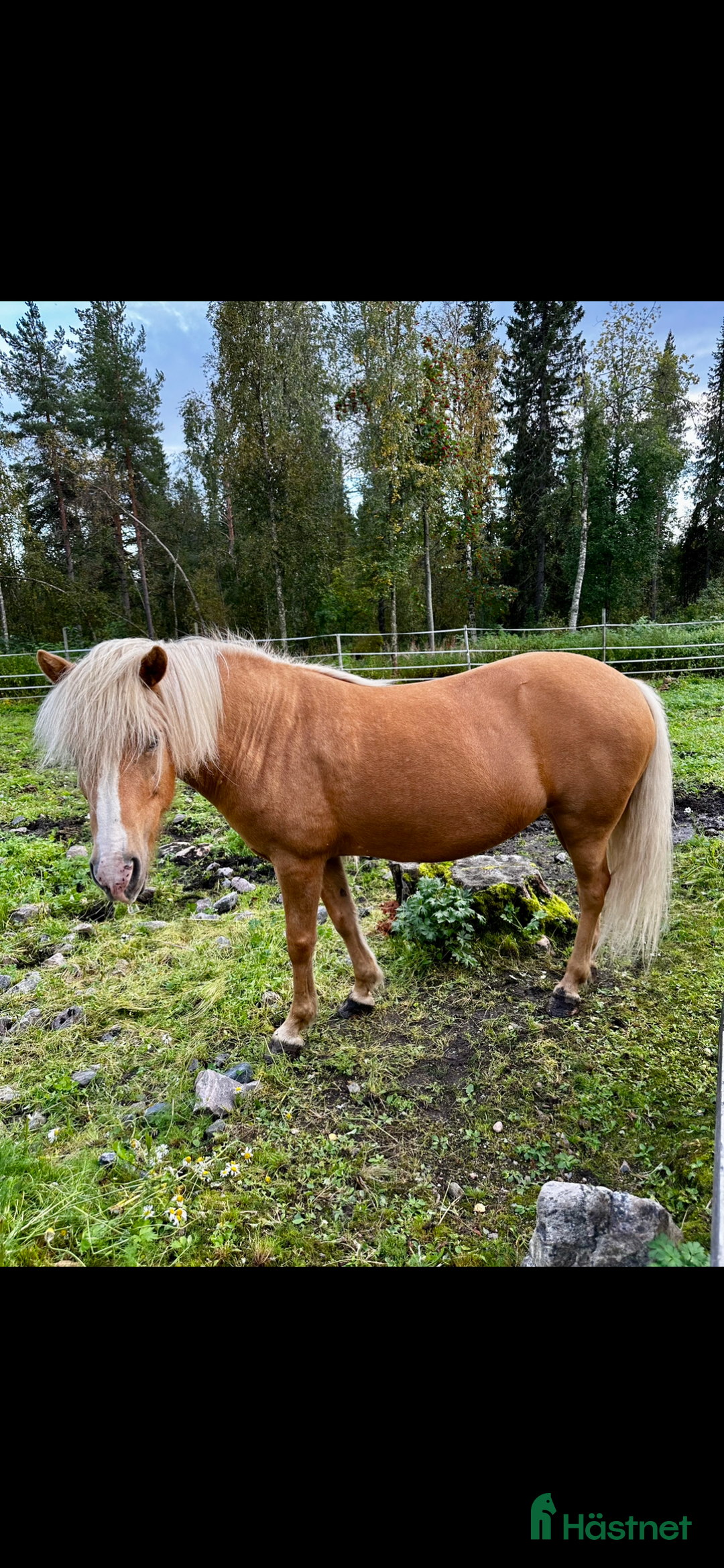 Island hästar till salu: Intressekoll sto med fin stam i Gällivare - Annons 2