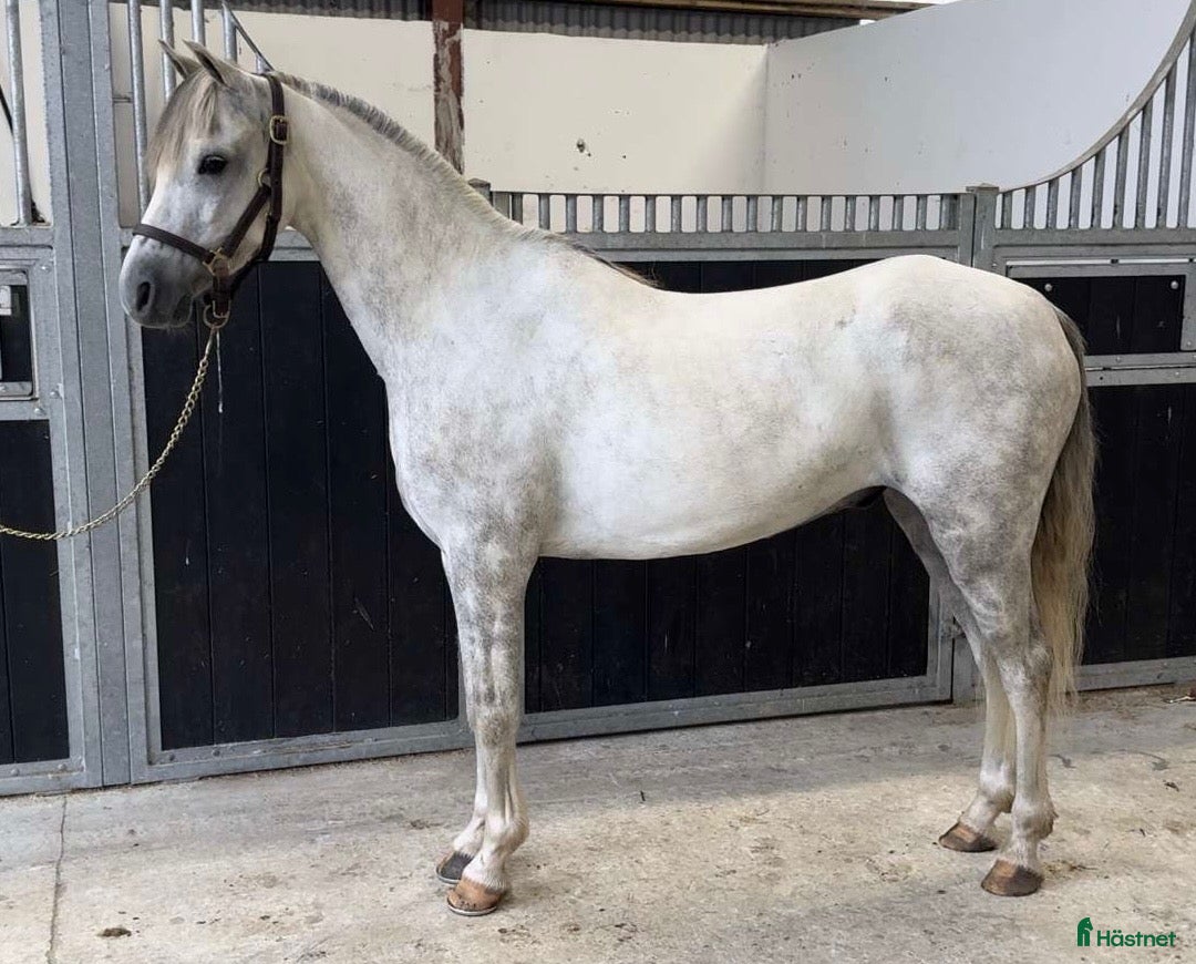 Hoppning hästar till salu: Drömprinsen🌟 i Vellinge - Annons 2