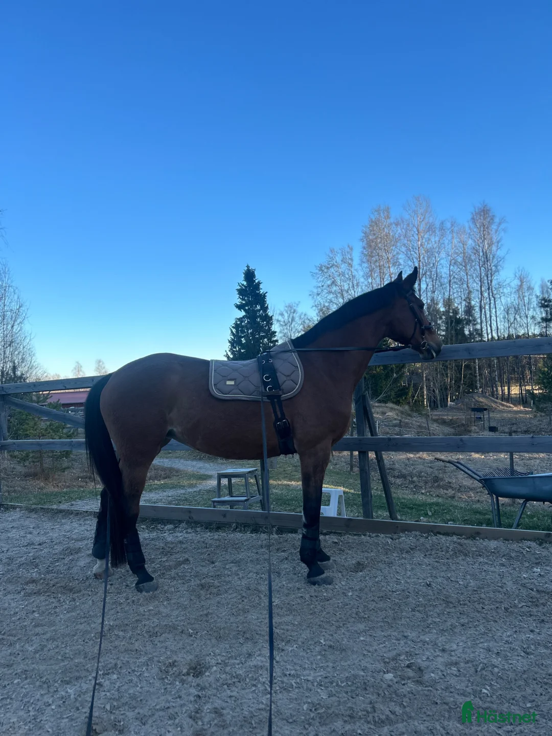  medryttarhäst finnes: Medryttare sökes (vallentuna) i Vallentuna - Annons 3