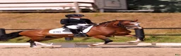 Dressyr hästar till salu: Schoolmaster fei pony - Annons 6