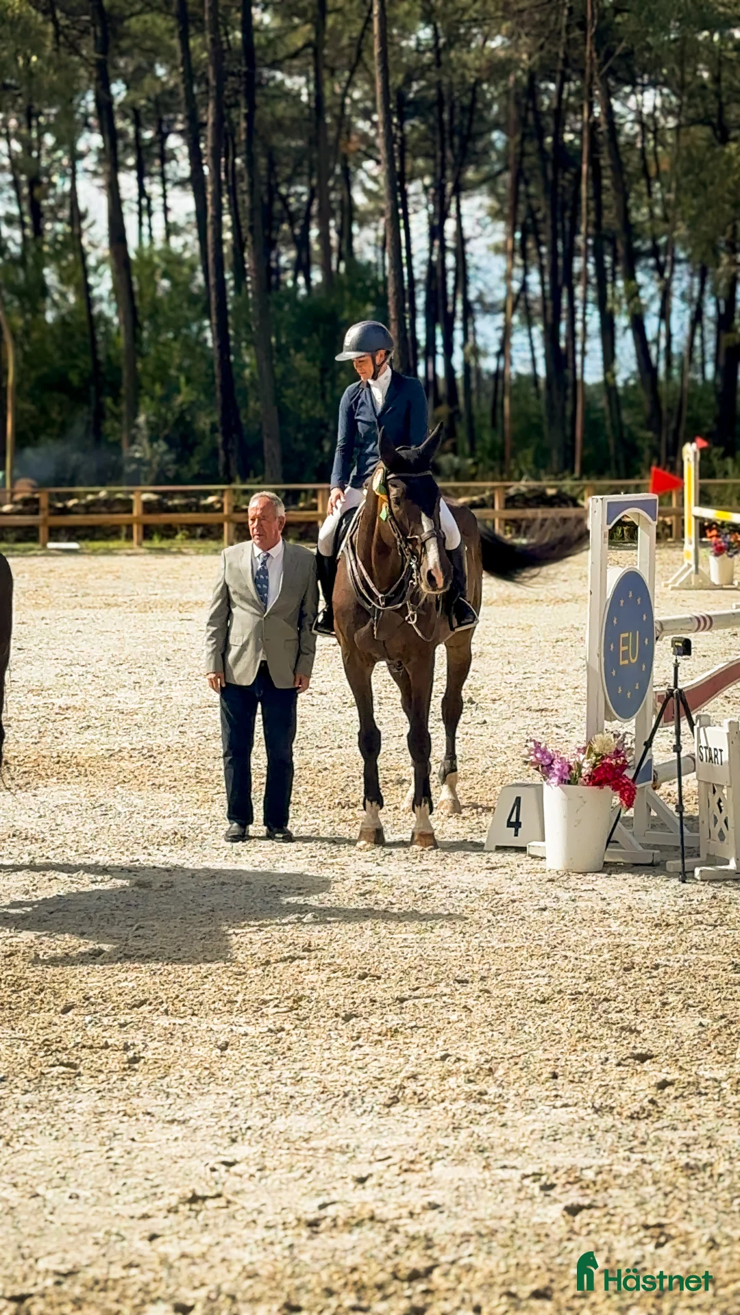 Hoppning hästar till salu: Ståtlig powerhouse valack till salu - Annons 2