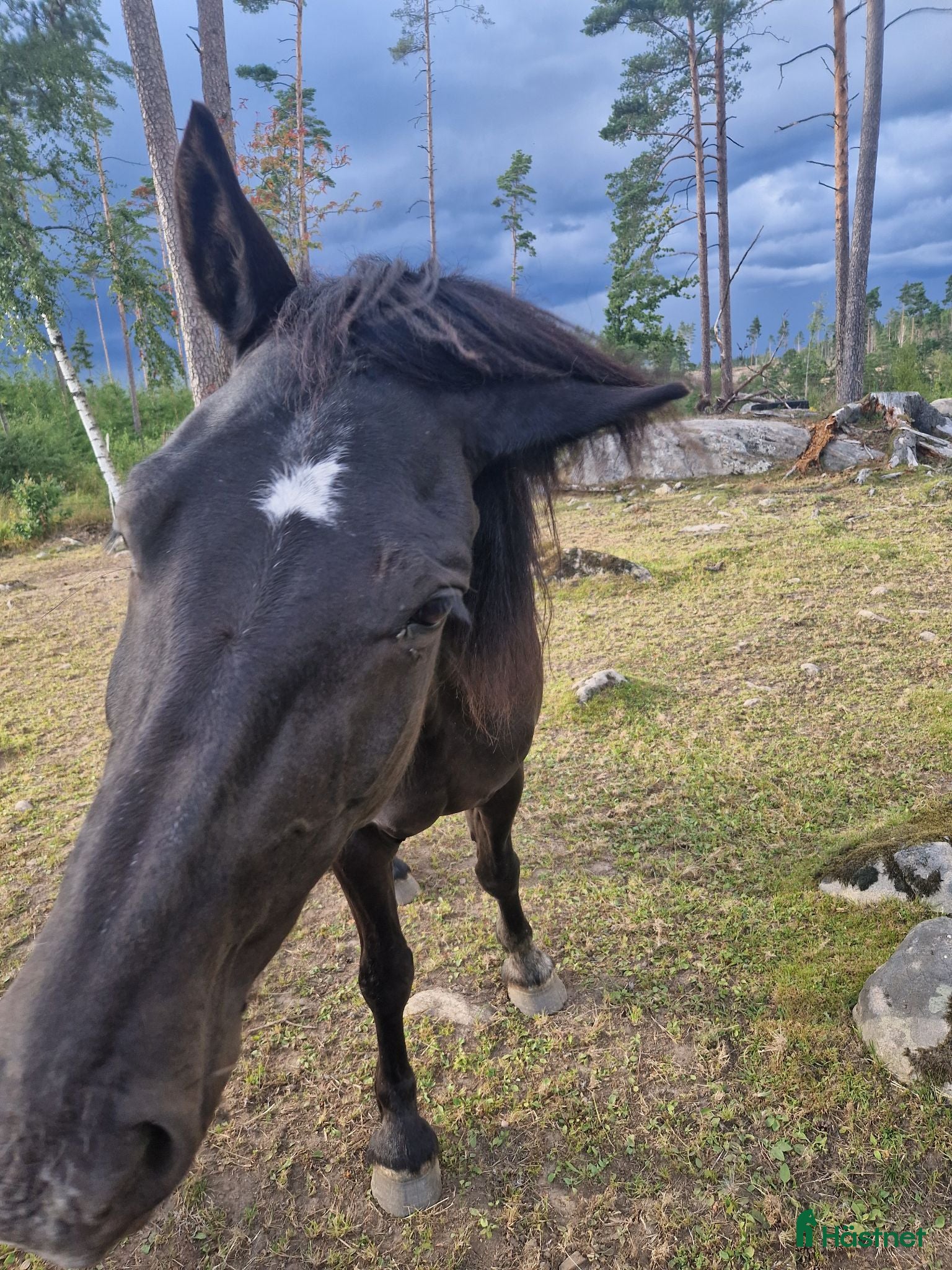  hästar Fint sto  - Annons 7