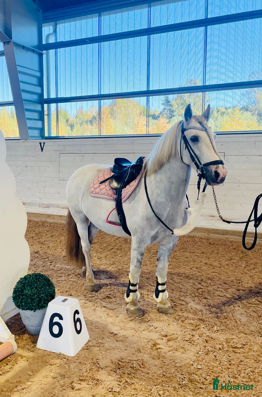 Allround hästar till salu: En bästa kompis med glimten i ögat  i Gävle - Annons 1