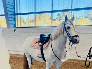 hästar En bästa kompis med glimten i ögat i Gävle - Annons 5