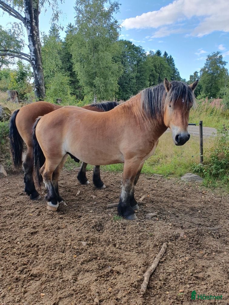  hästar Ardenner Casper  - Annons 14