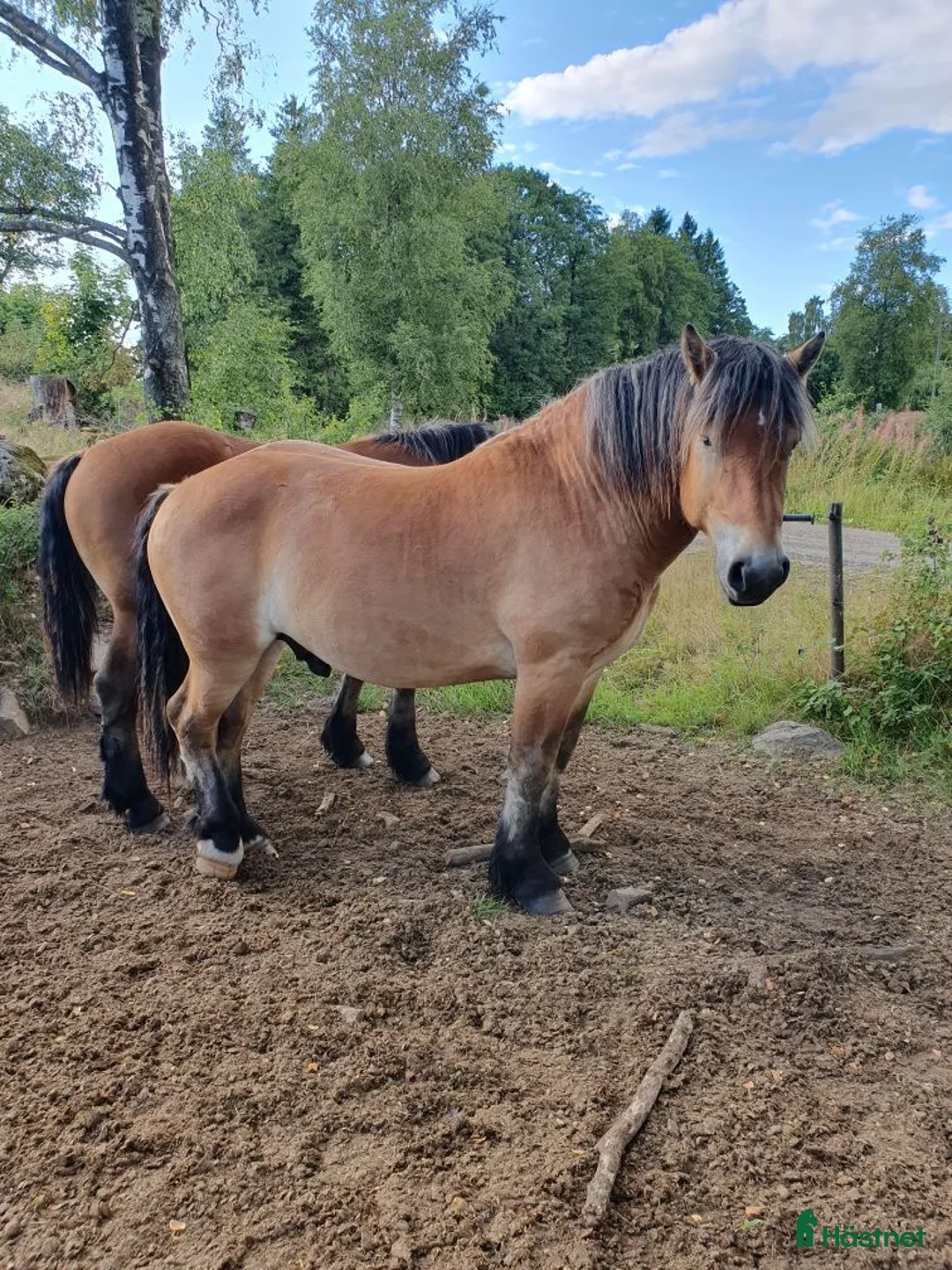 Övrigt hästar till salu: Ardenner Casper  i Linderöd - Annons 1