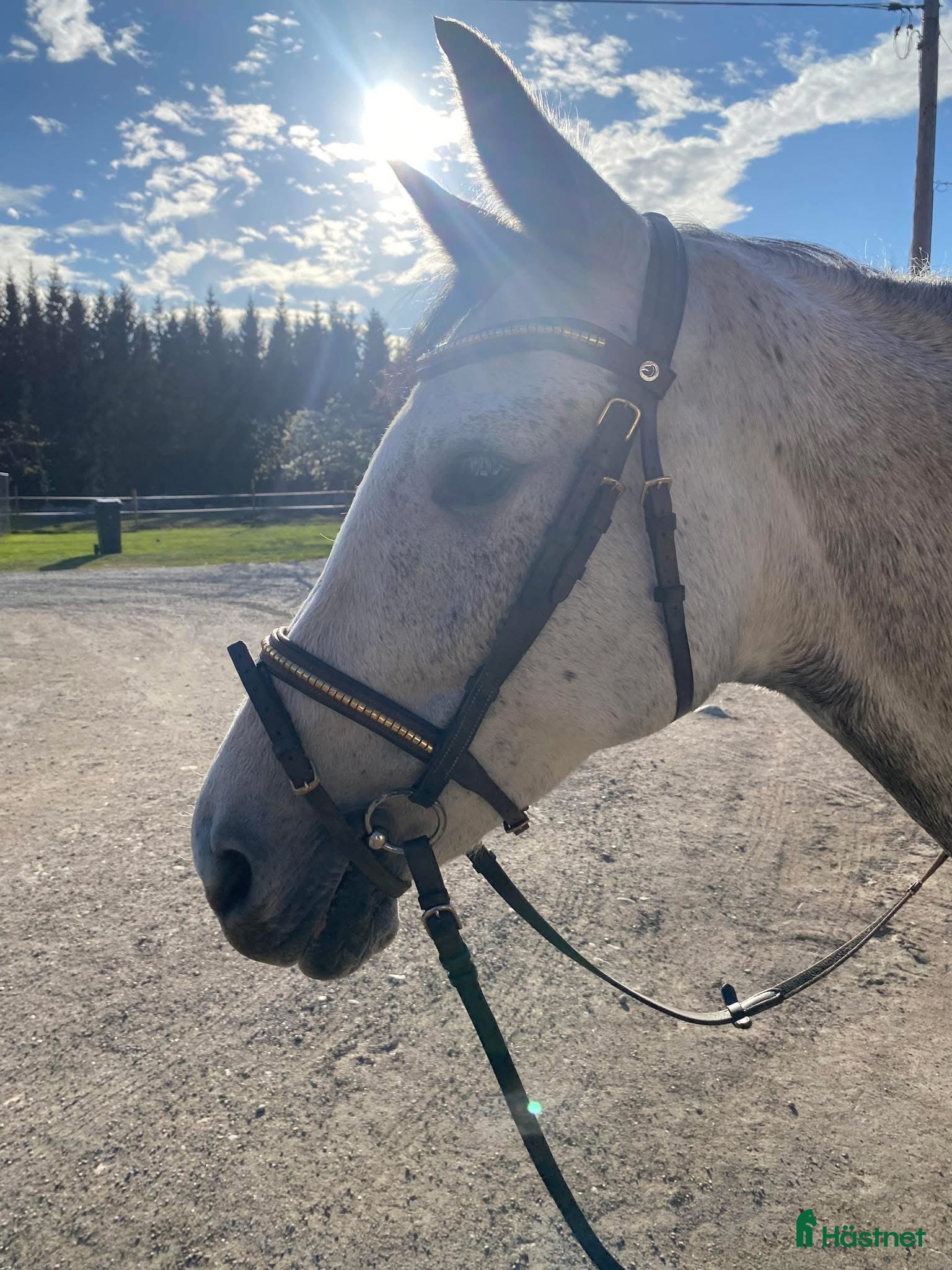  hästar Utvecklingsbart litet sto med fin stam  i Strängnäs - Annons 16