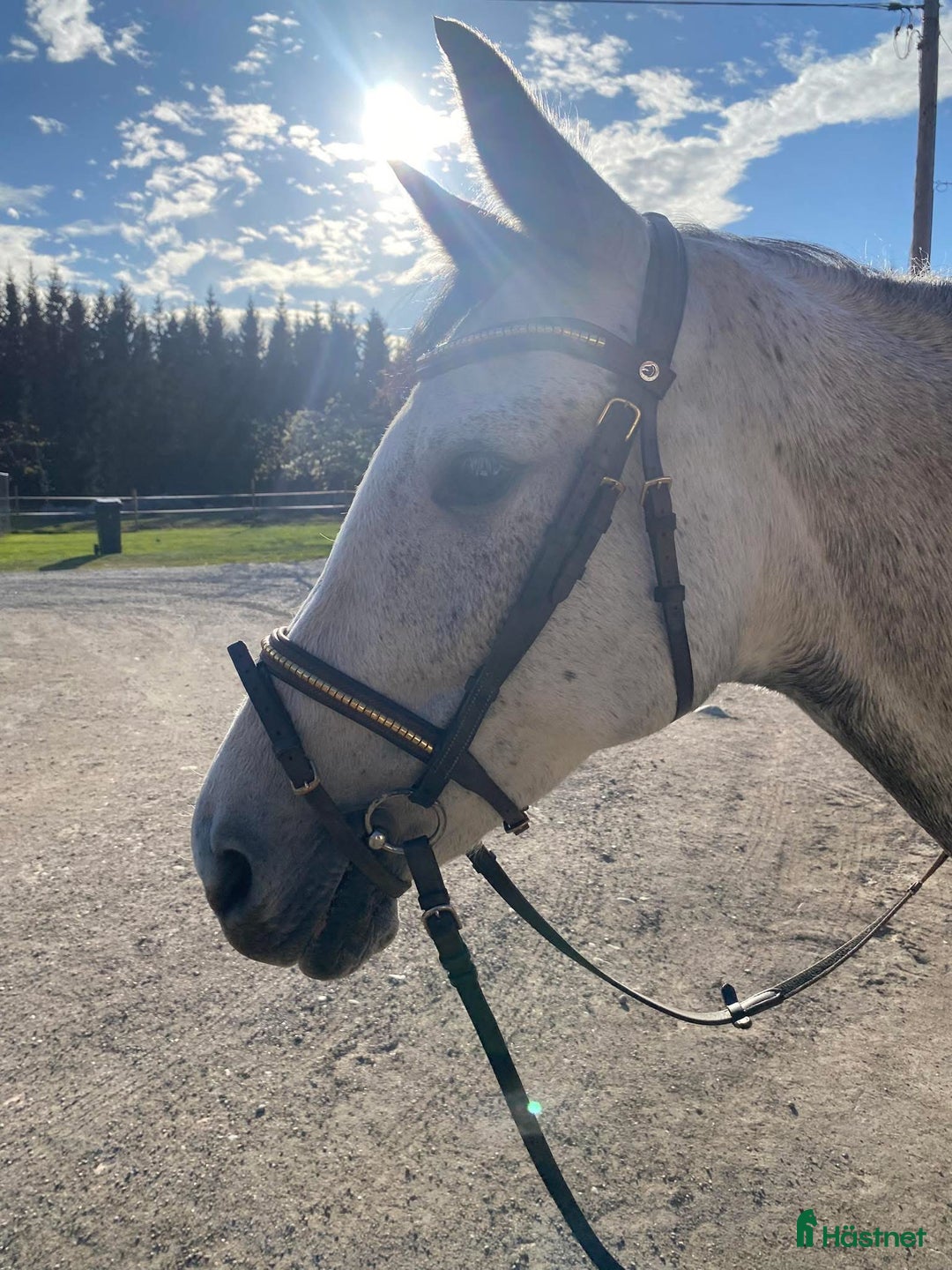 Hoppning hästar till salu: Utvecklingsbart litet sto med fin stam  i Strängnäs - Annons 1