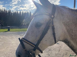 hästar Utvecklingsbart litet sto med fin stam i Strängnäs - Annons 18