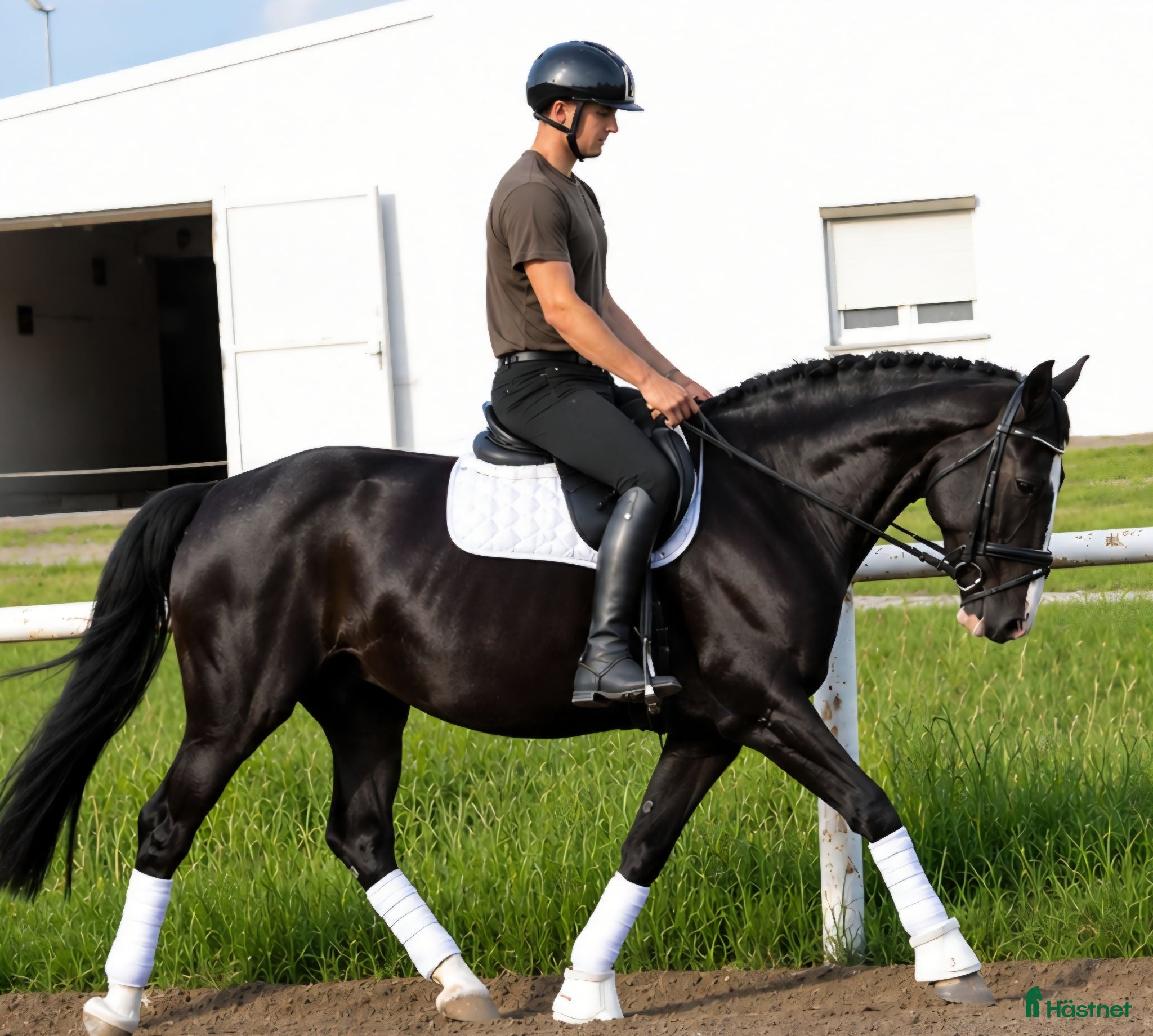  hästar Perfect 1/2 Silesian - 4 white socks & white head - Annons 1