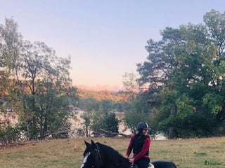 medryttarhäst sökes: Medryttare finnes i södra Stockholm i Huddinge - Annons 16