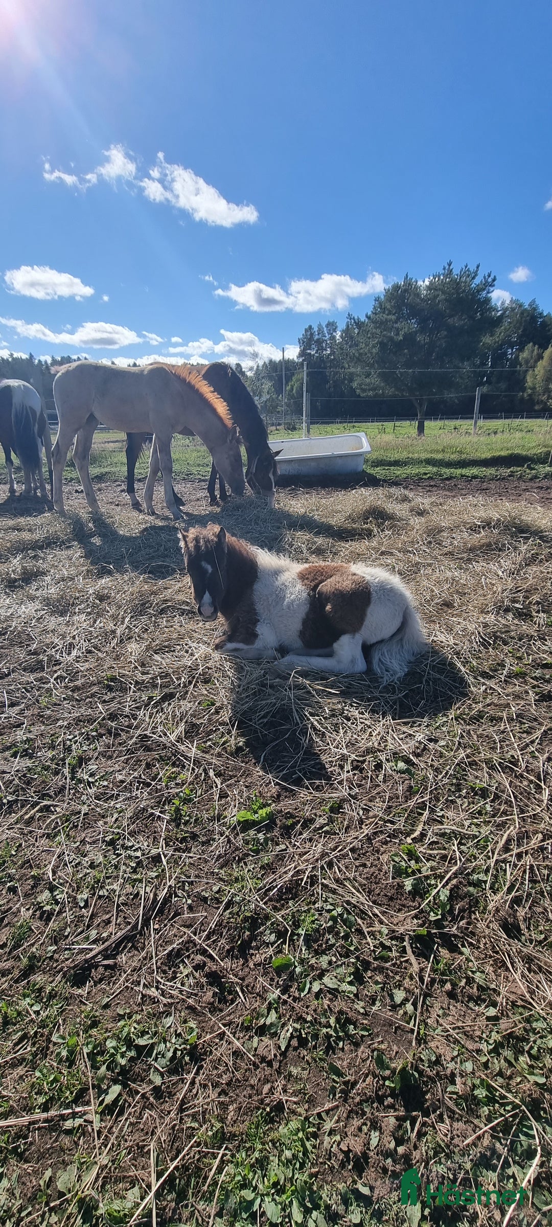 Allround hästar till salu: Underbar mini american föl. i Skara - Annons 2