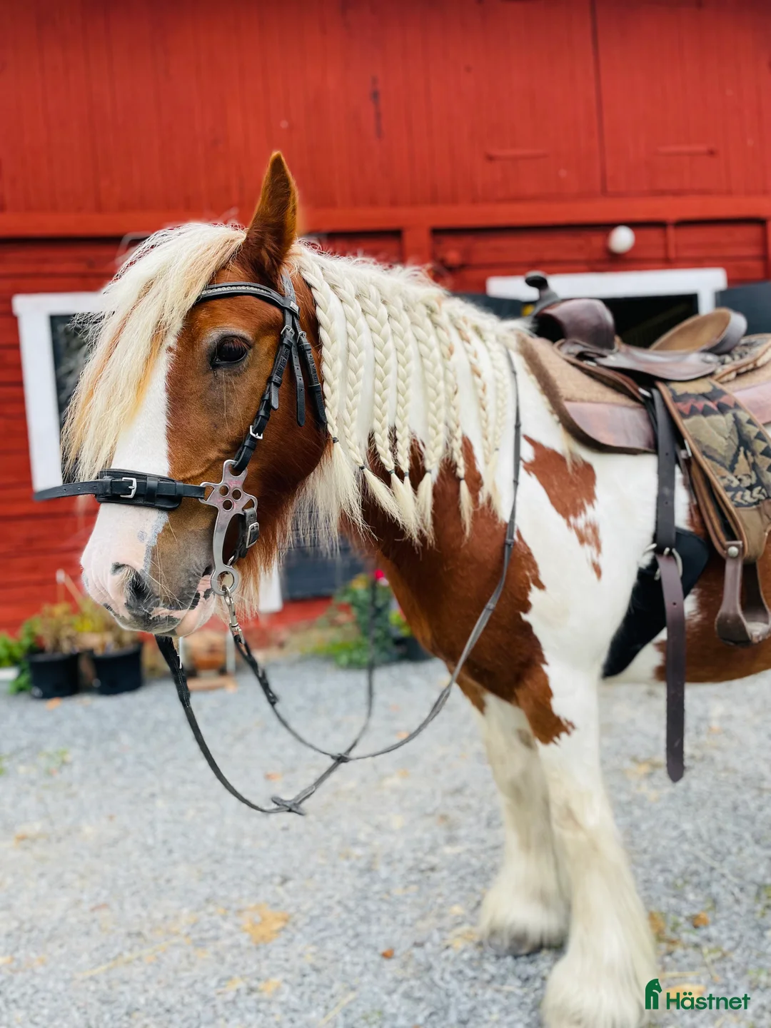  medryttarhäst finnes: 2 trygga hästar i Märsta för uteritter! - Annons 1