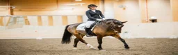 Allround hästar till salu: Underbar valack - Annons 2