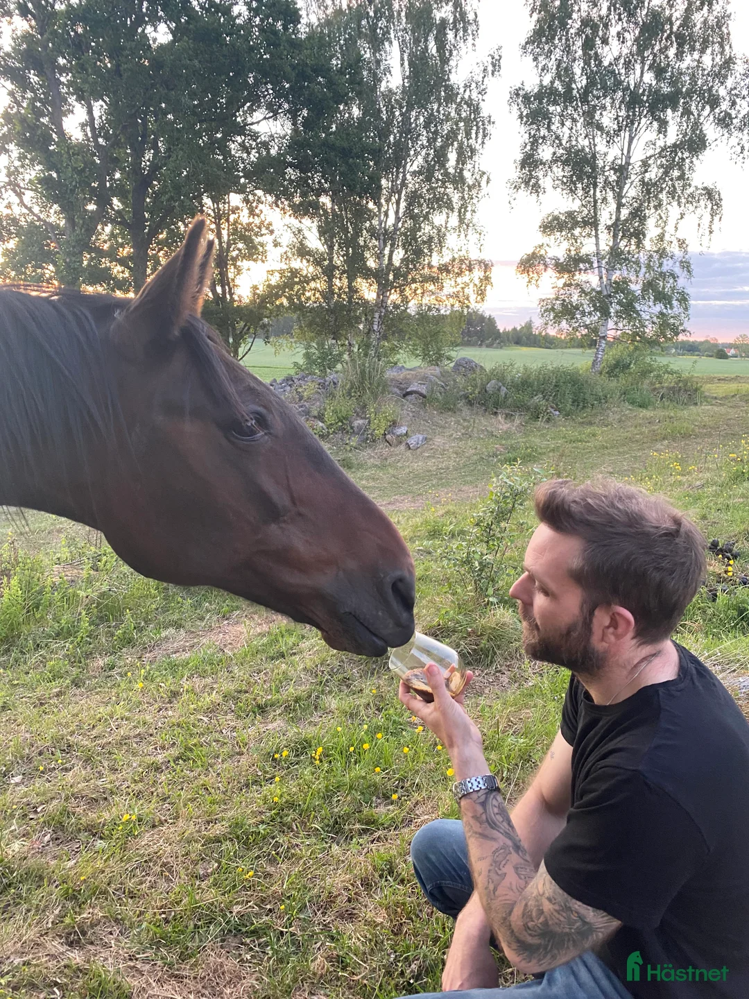 Övrigt hästar till salu: Hästen med det stora hjärtat  - Annons 1