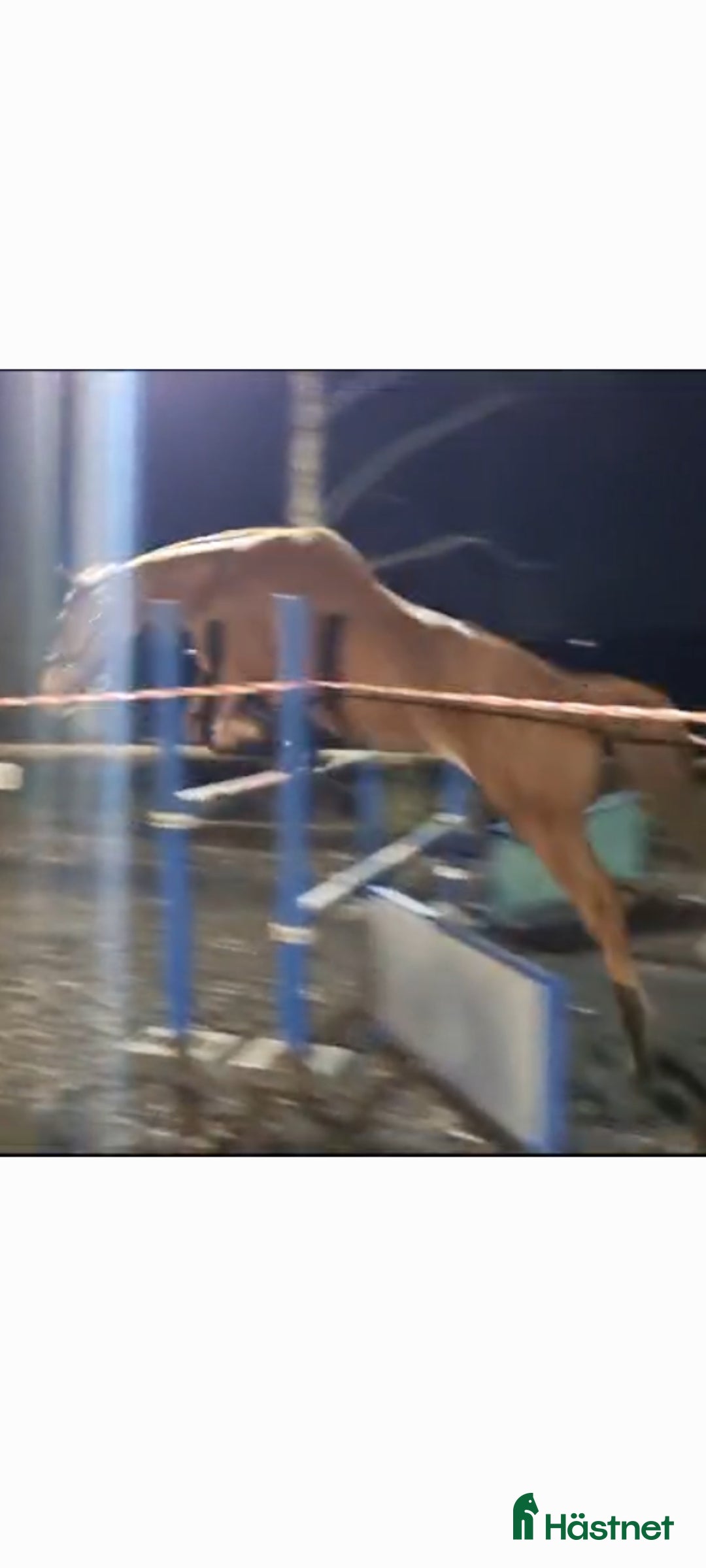 Hoppning hästar till salu: Potential showjumper - Annons 8