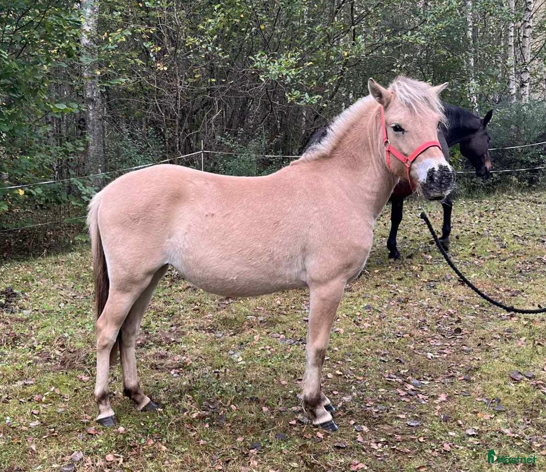 Allround hästar till salu: Sött fjordsto  i Kyrkhult - Annons 2