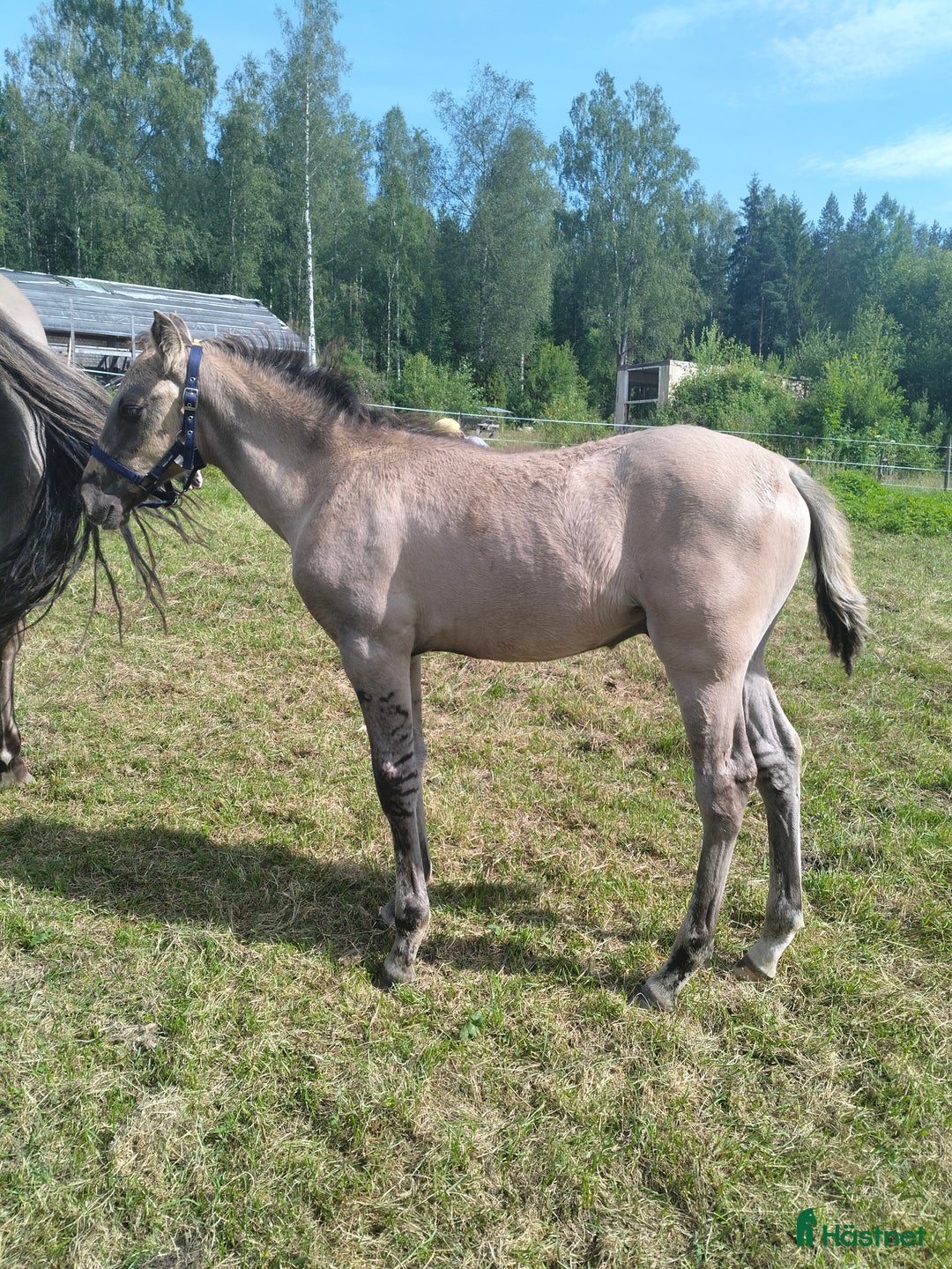 Allround hästar till salu: Vacker kigermustang i Kil - Bild 7